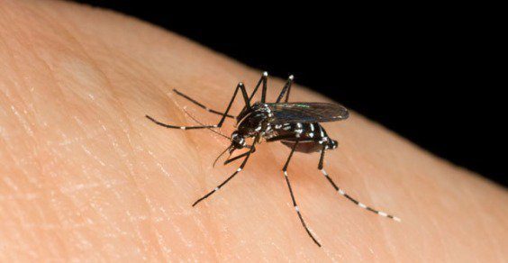 Virus Chikungunya: l'agenzia statunitense Fda ha approvato il primo vaccino Ixchiq contro la malattia trasmessa dalle zanzare infette