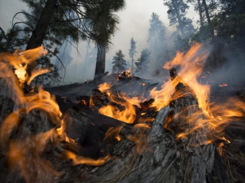 Nel 2015 gli incendi sono aumentati del 49% mandando in fumo più di 37mila ettari di bosco