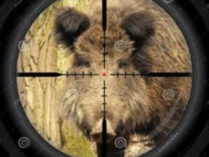 Abbattimenti dei cinghiali in Toscana: la Corte Costituzionale, con sentenza n. 21 depositata il 17 febbraio, ha rigettato il ricorso delle associazioni animaliste