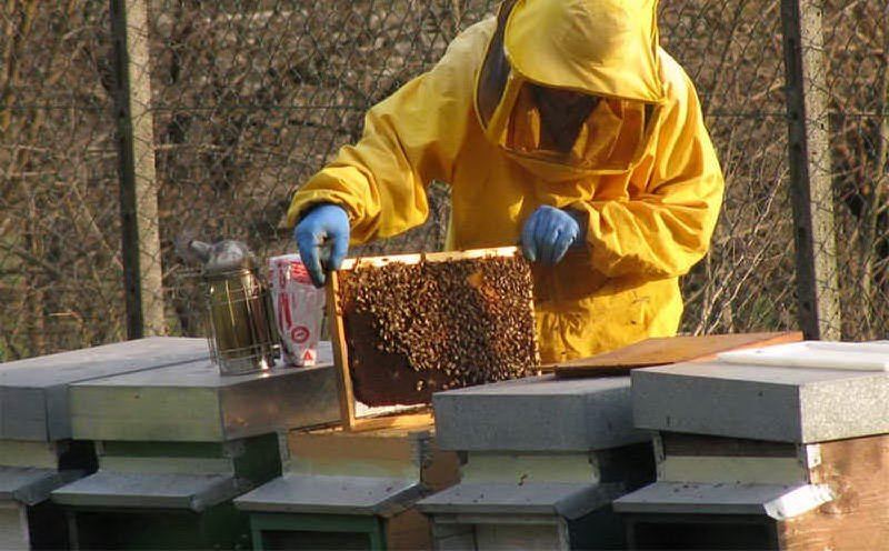 Settore apistico, apicoltura