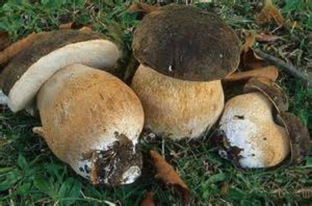 Dopo settimane di caldo anomalo arrivano le piogge e i temporali: condizioni meteo favorevoli per i funghi in questo inizio di autunno