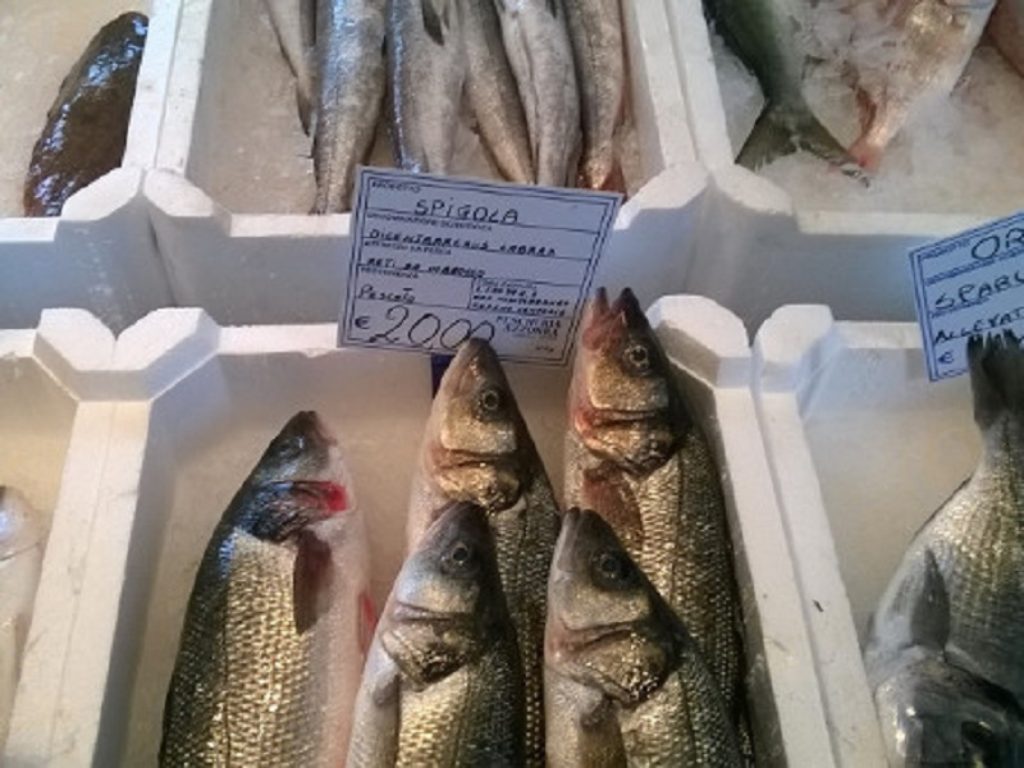 specie ittiche denominazione pesca pesce
