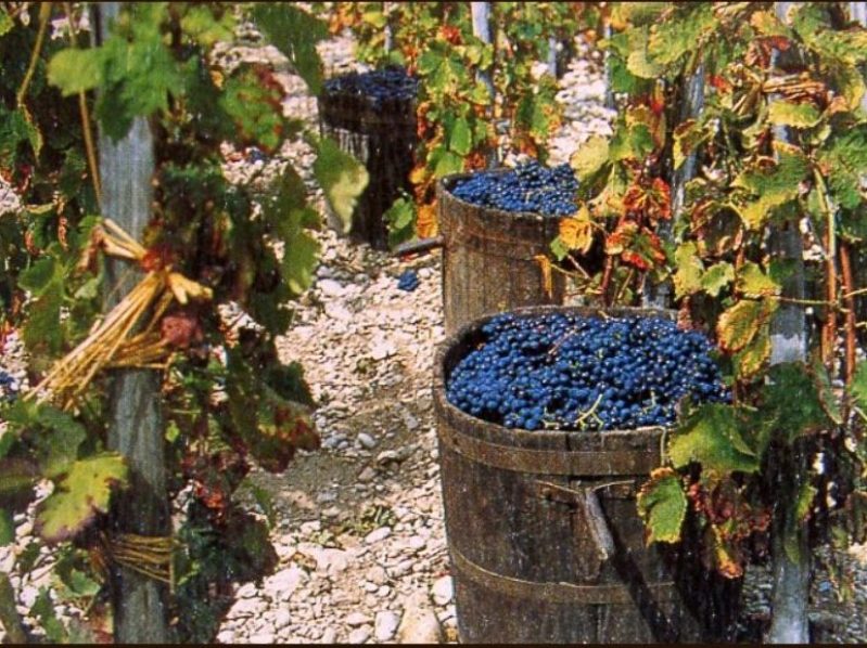Via libera in Conferenza Stato Regioni a proroghe e semplificazioni sull’Ocm Vino in materia di promozione e investimenti: ecco le novità