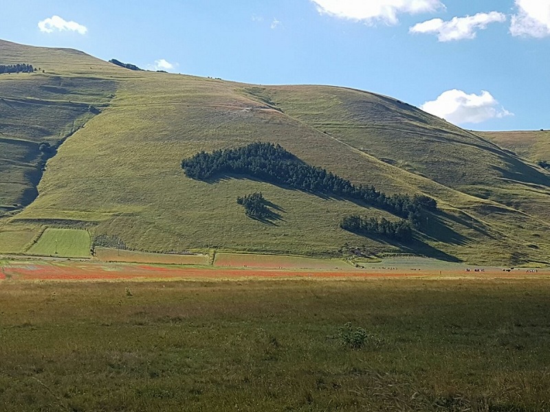 Nel comprensorio di Castelluccio di Norcia, nel Parco dei Sibillini, in queste settimane con la fioritura al suo apice si apre una fase di emergenza