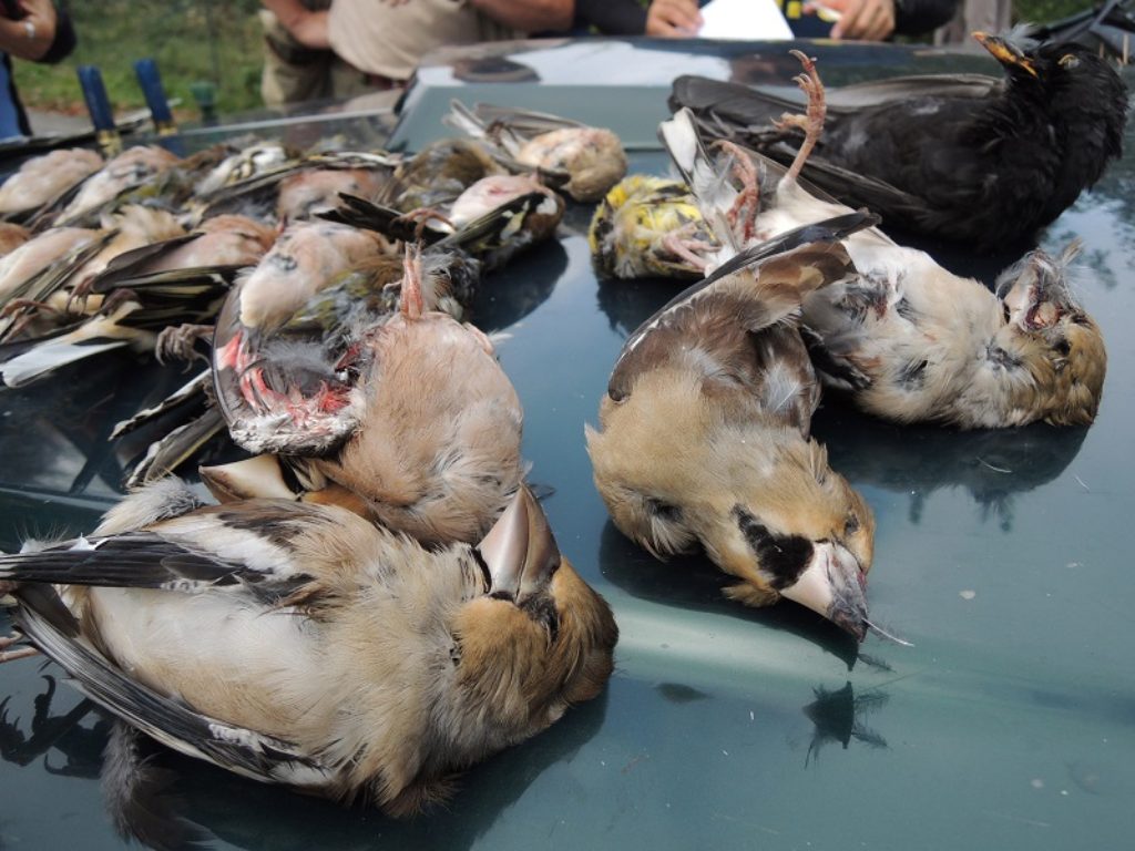 Sono almeno 7000 le specie minacciate dal bracconaggio e dal commercio illegale nel mondo