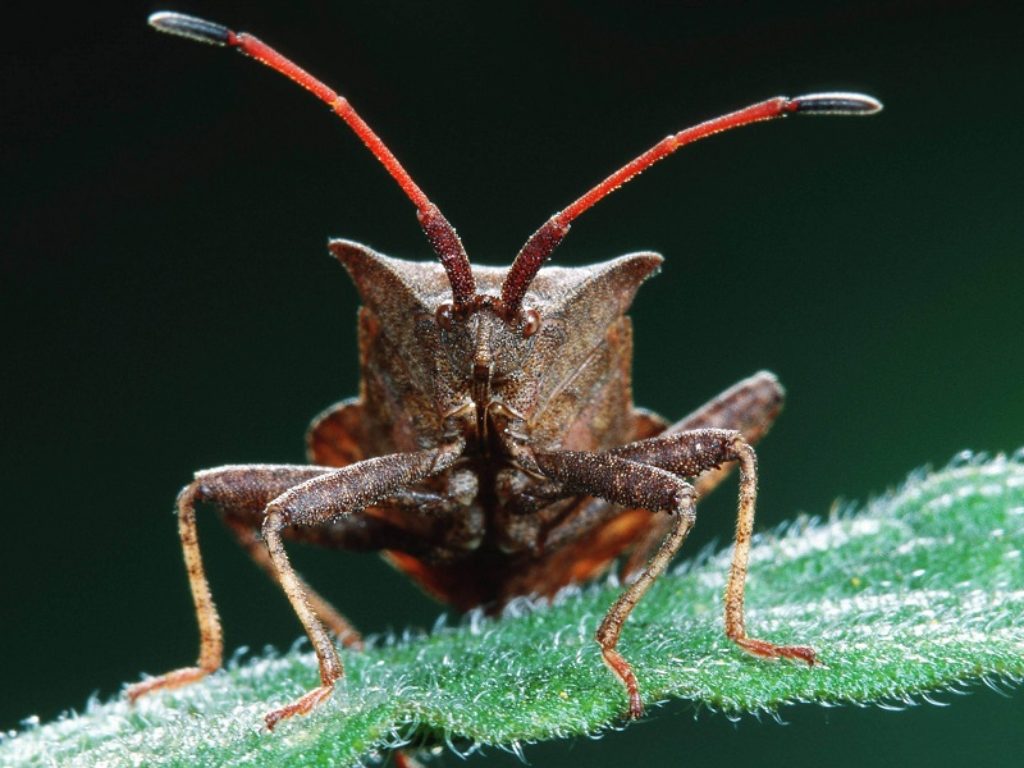 Coldiretti: con il caldo anomalo si sta verificando una vera invasione di sciami di cimici che si stanno moltiplicando nel Nord Italia con danni all'agricoltura e disagi per i cittadini