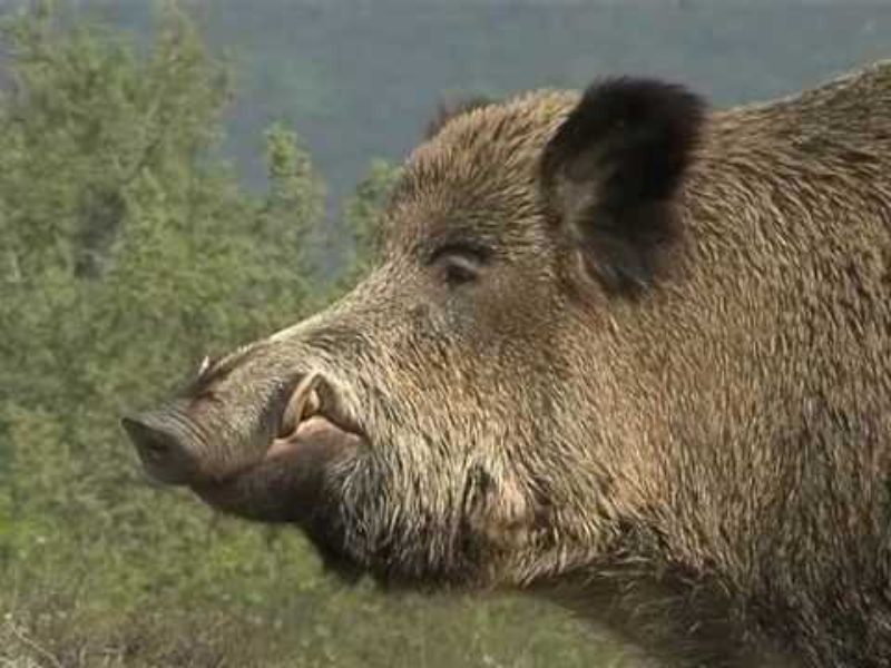 Tar della Toscana emette l'ordinanza che sospende la caccia al cinghiale in braccata. Accolto il ricorso di Enpa, Lac, Lav e Wwf