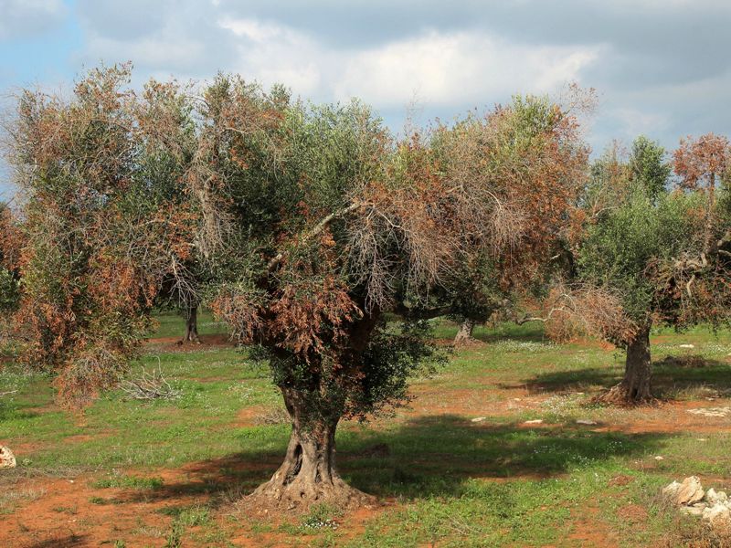xylella fastidiosa ulivi reimpianto