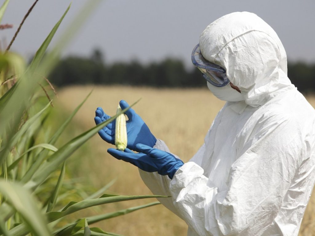 Il Messico vieta il mais OGM e l'utilizzo del glifosato: organizzazioni contadine, di consumatori e accademiche vincono la battaglia