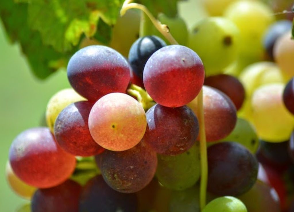 Sana Slow Wine Fair: confermate oltre 600 cantine da 12 Paesi al primo meeting della Slow Wine Coalition, in programma a Bologna dal 26 febbraio al 1° marzo 2022