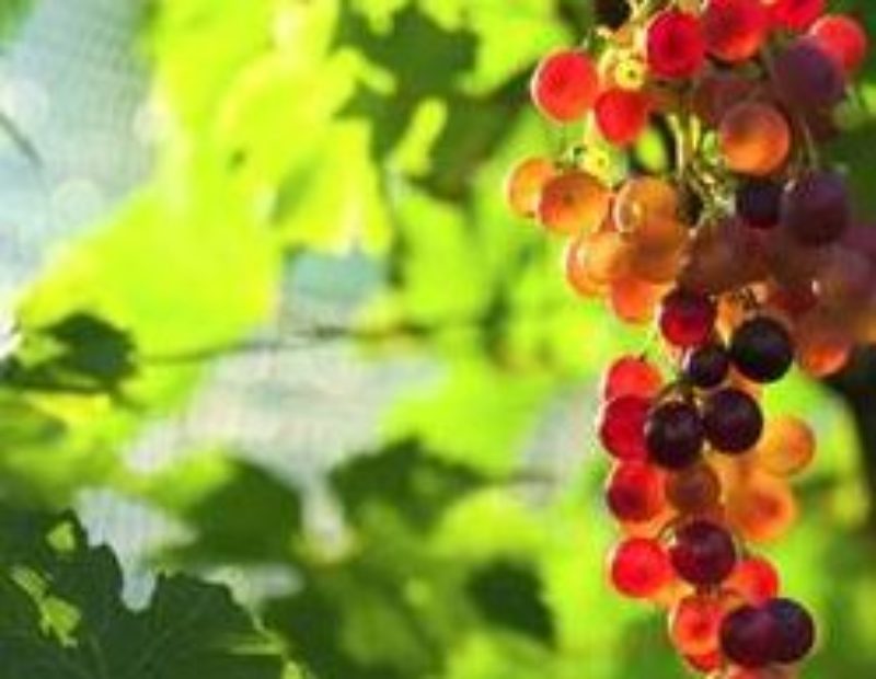 Vino novello in anticipo nei supermercati rispetto alla Francia ma la produzione è ancora in calo secondo le stime della Coldiretti