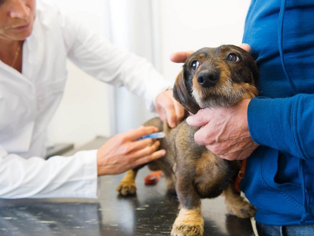 Covid, i veterinari di Bologna sono pronti a testare anche gli animali con sintomatologia e conviventi con pazienti positivi