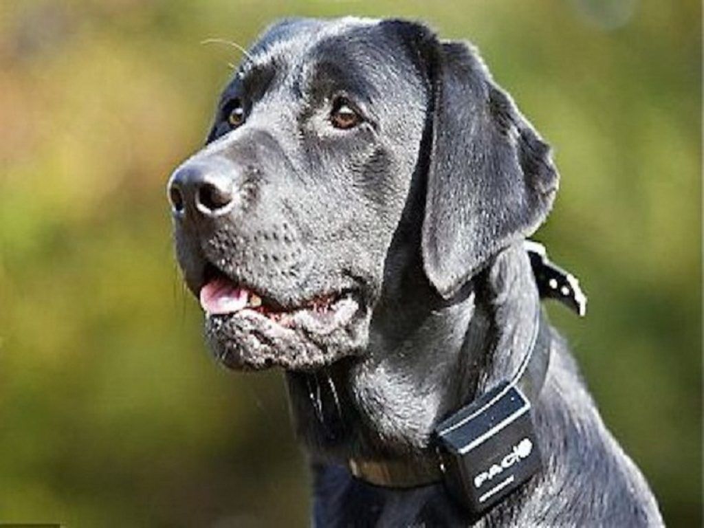 Per evitare spiacevoli inconvenienti e brutte figure, è opportuno abituare gradualmente il proprio cane ad osservare le norme di bon ton. Sergio Bottino, esperto di Ca’ Zampa, offre preziosi suggerimenti