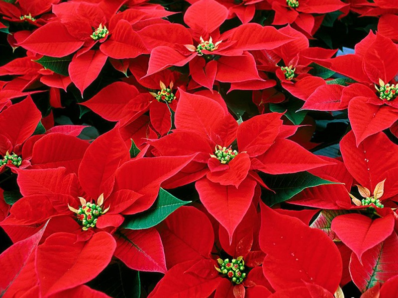La Stella di Natale è una pianta originaria del Messico