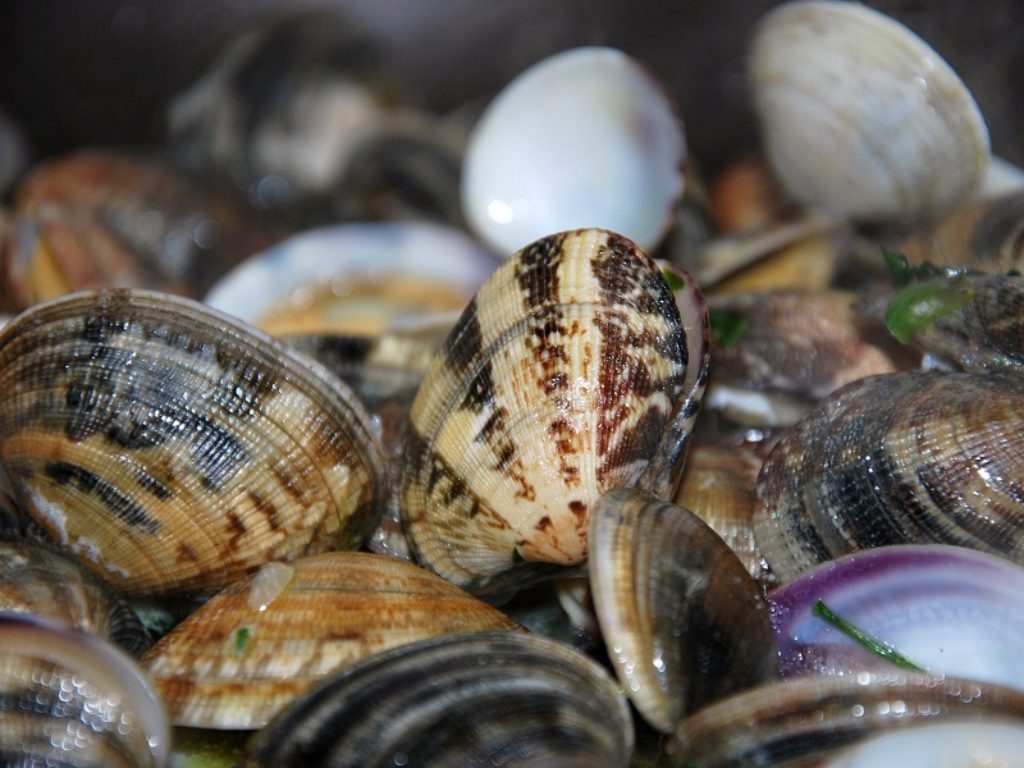 Crostacei e molluschi sono una fonte di nutrimento salutare ma bisogna fare attenzione alla loro freschezza e alla provenienza