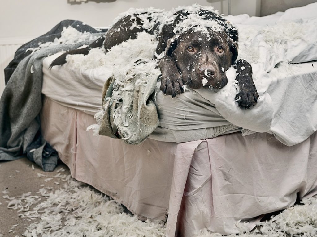 Dal paraurti dell'auto al cactus: Barkyn presenta i dieci oggetti più strani devastati dal nostro inseparabile amico a quattro zampe