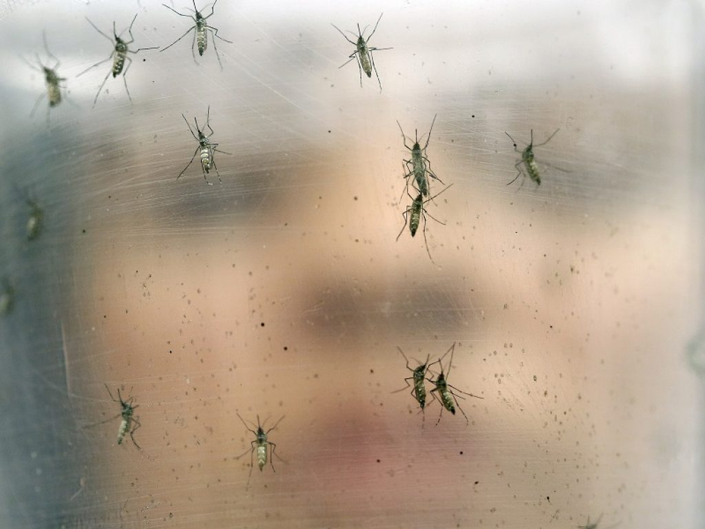 Oggi è il World Mosquito Day, la Giornata Mondiale della Zanzara:  l'infestante più comune diventa sempre più pericoloso, ecco come combatterlo