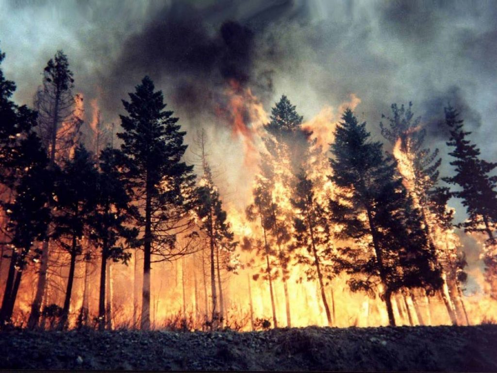 Oggi si celebra la Giornata delle foreste ma negli ultimi dieci anni in Italia si è scatenato un vero inferno di fuoco che ha distrutto 684mila ettari di alberi con 1 bosco su 5 bruciato nella stagione record del 2017, mettendo a rischio interi ecosistemi