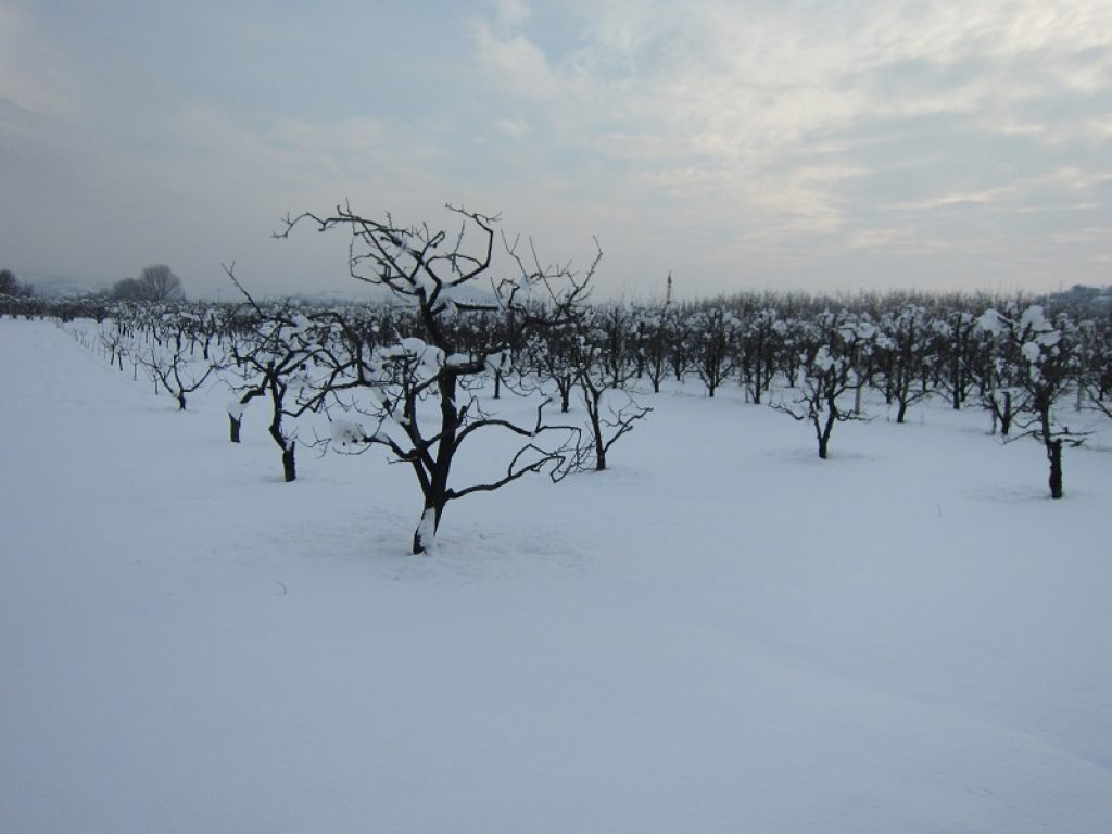 Il gelo in arrivo dalla Russia con il Burian atteso per fine Febbraio minaccia le coltivazioni e gli alberi da frutto già in fiore dopo il caldo anomalo di Gennaio secondo Coldiretti