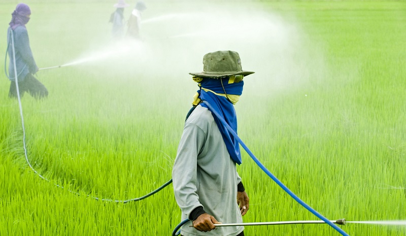 Il Parlamento UE chiede di ritirare la proposta su aumento limiti triciclazolo, potente pesticida vietato nell’Unione Europea ma utilizzato dai principali Paesi produttori dell’Asia
