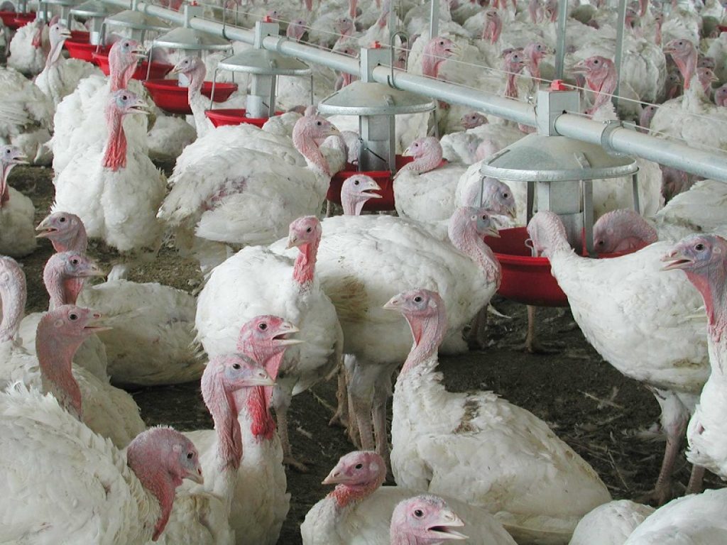 L'Europarlamento ha adottato nuove regole per limitare l'uso di antibiotici nelle aziende agricole. Previsti incentivi per favorire l'innovazione, gli alimenti importati dovranno essere conformi alle norme UE