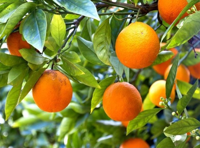 Approvato oggi in Conferenza Stato Regioni lo schema di decreto del Mipaaft, di concerto con il Ministero dell’Economia, per l’avvio del Fondo nazionale agrumicolo