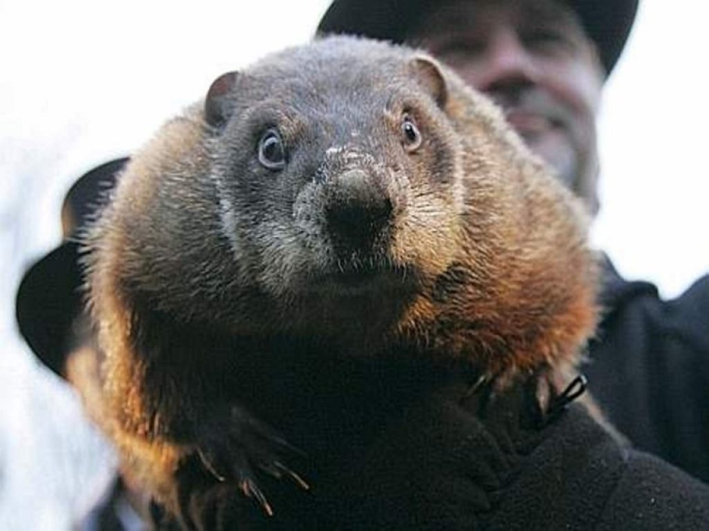 giorno della marmotta