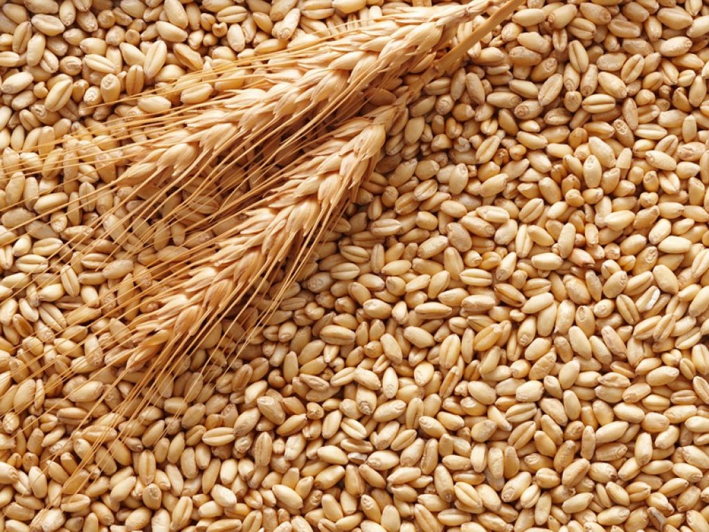 grano duro senatore cappelli