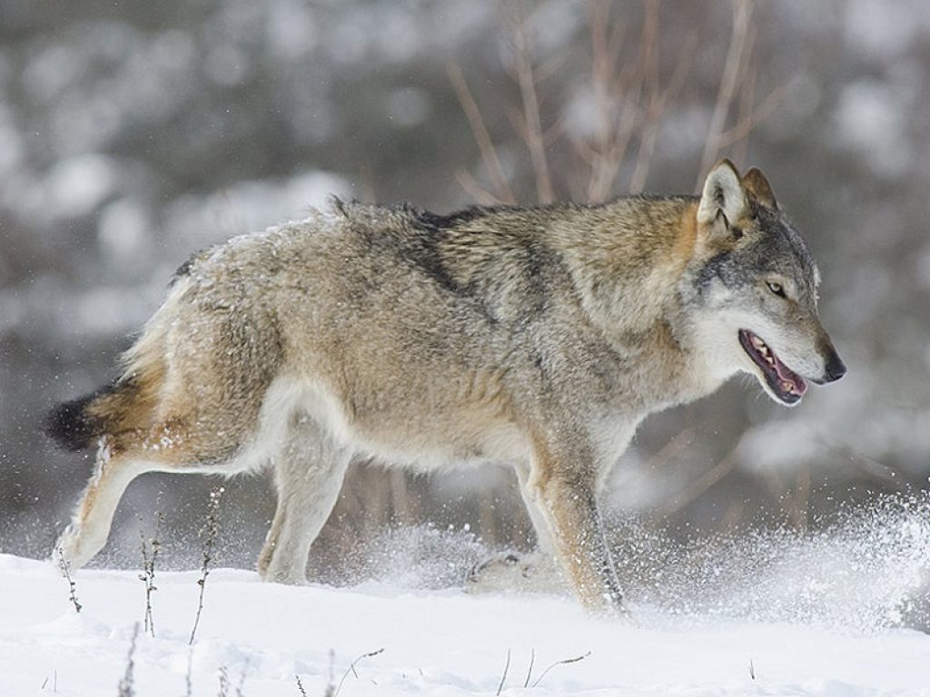 In Alto Adige il lupo è di nuovo in pericolo. Movimento animalista: “Assessore della Provincia autonoma di Bolzano lancia una petizione europea per abbattimenti controllati”