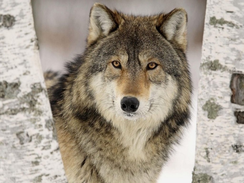 wild italy piano lupo abbattimenti conferenza stato regioni