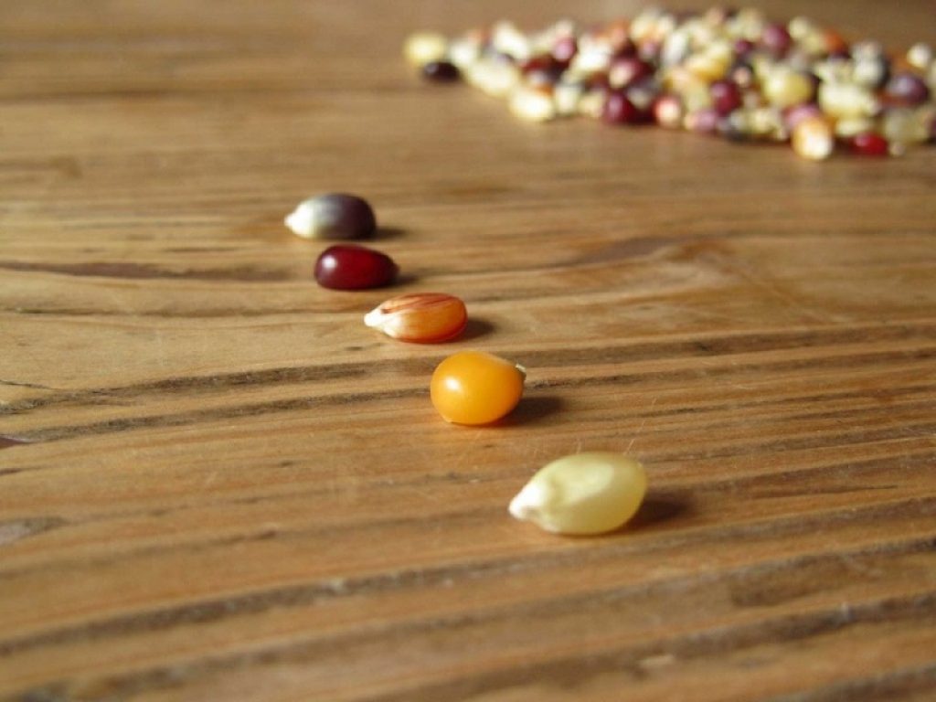 Colture OGM resistono solo in due Paesi dell'Unione europea: la superficie di coltivazioni con prodotti geneticamente modificati cala dell'8%