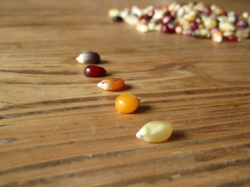 Colture OGM resistono solo in due Paesi dell'Unione europea: la superficie di coltivazioni con prodotti geneticamente modificati cala dell'8%