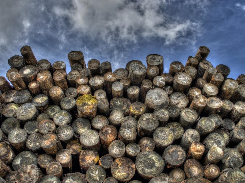 Deforestazione causata dalla produzione di prodotti alimentari: il 92% degli italiani è contrario e chiede nuove leggi per salvare la biodiversità