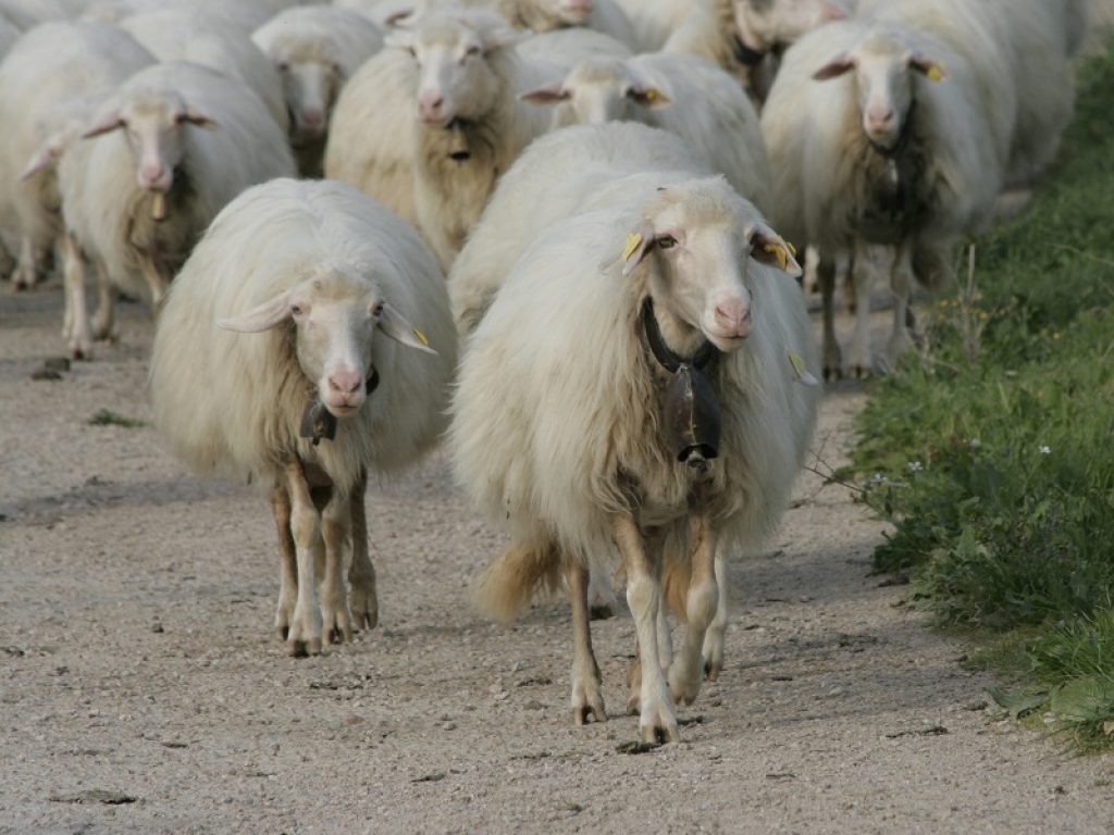 Rischio dazi americani sui prodotti italiani: un maxi gregge di mille pecore guidate dai pastori della Coldiretti al pascolo nel cuore di Padova per protestare