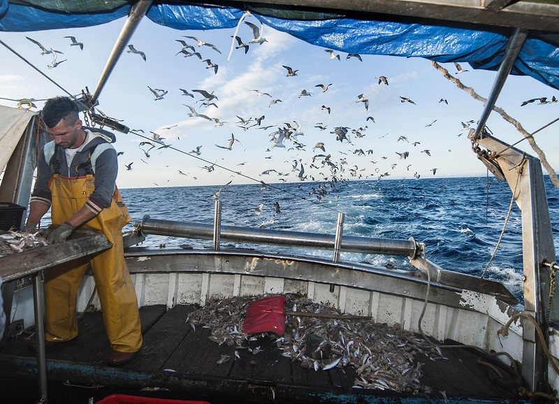 Agrifish: adottati regolamenti sulle possibilità di pesca per il 2022 e sulla vendita di prodotti associati alla deforestazione