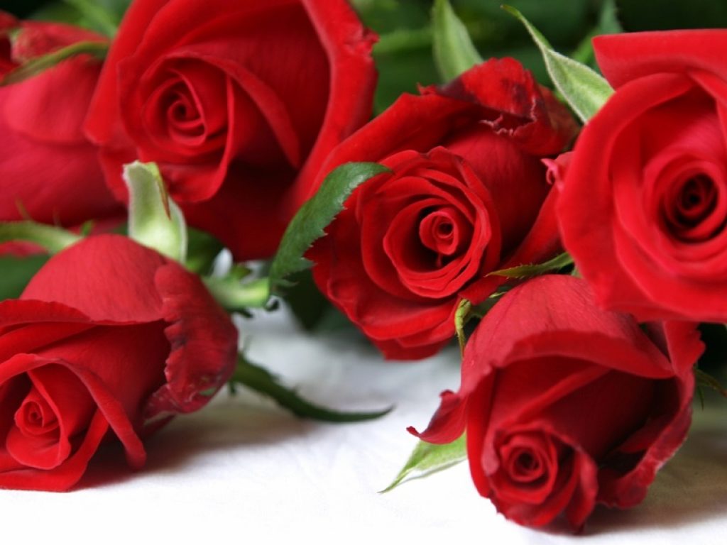 I fiori a San Valentino sono ancora il regalo preferito dagli italiani. Ma qual è il fiore giusto da regalare alla fidanzata? Dalle rose ai tulipani, i consigli della Coldiretti per non fare brutta figura