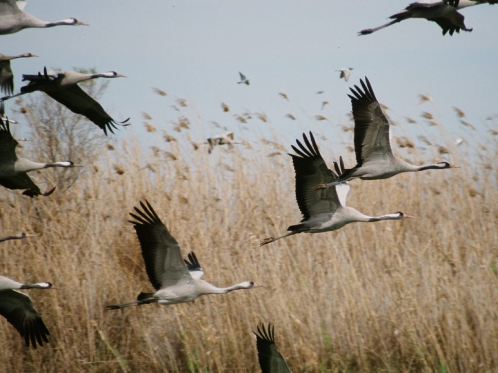 L'aviaria minaccia di nuovo la biodiversità in Europa: segnalati oltre 300 casi in Belgio, Danimarca, Francia, Germania, Irlanda, Paesi Bassi, Svezia e Regno Unito