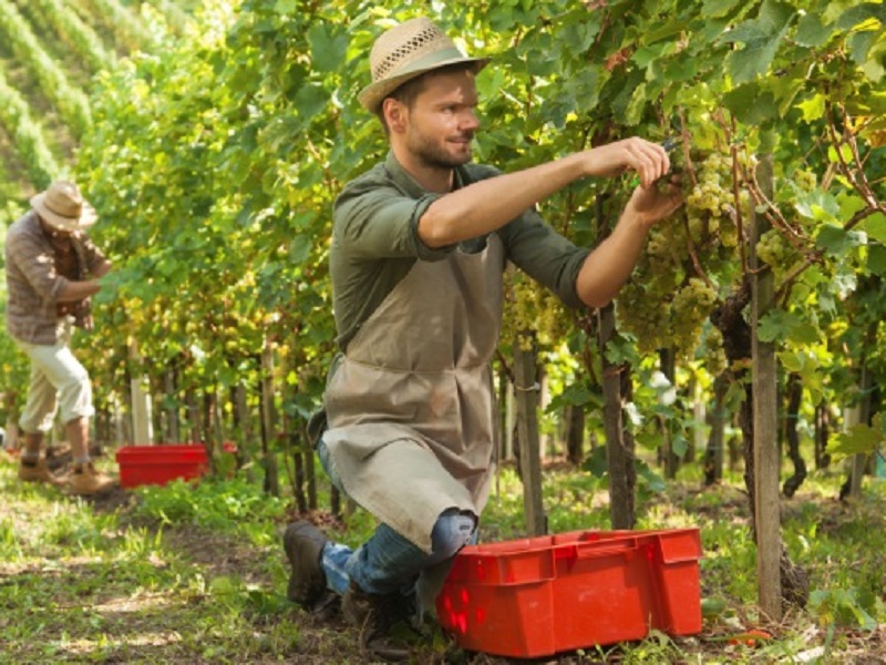 Online il vademecum controlli per la campagna vendemmiale 2020. Bellanova: "Tuteliamo e promuoviamo vino, settore al centro del rilancio agroalimentare"