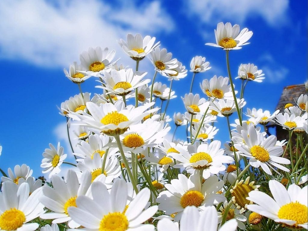 campo margherite natura