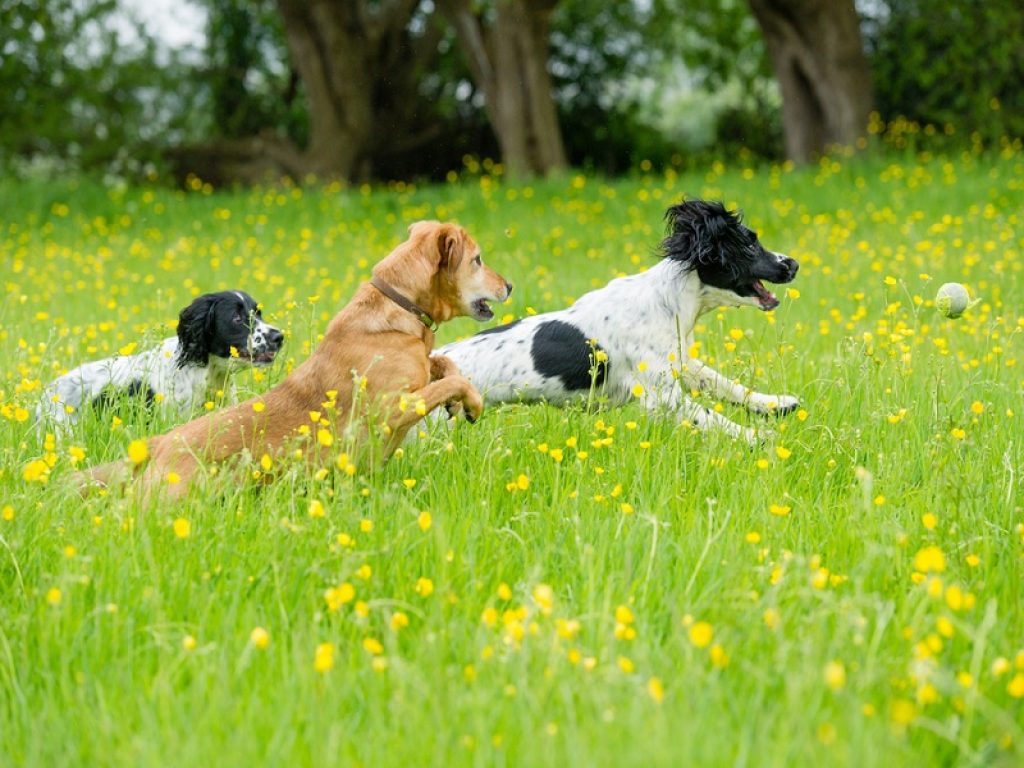 Anche i cani hanno crisi adolescenziali ma è solo una fase passeggera secondo uno studio pubblicato sulla rivista Biology Letters