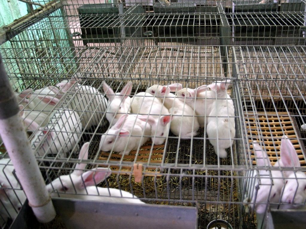 conigli allevamento gabbie