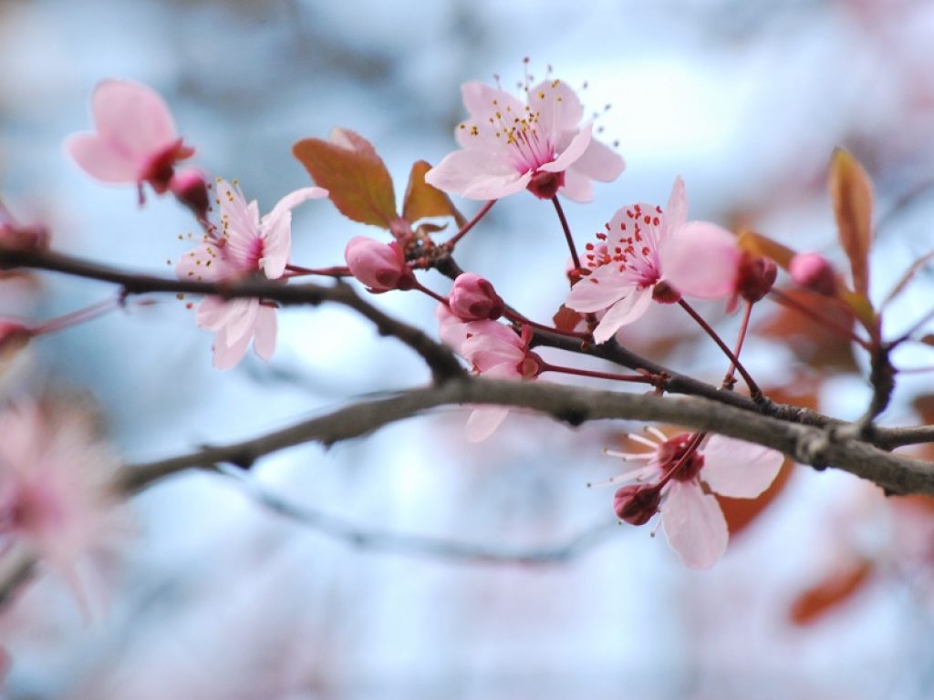 Coldiretti: la finta Primavera può rendere particolarmente vulnerabili le coltivazioni all’eventuale prossimo arrivo del gelo con danni incalcolabili