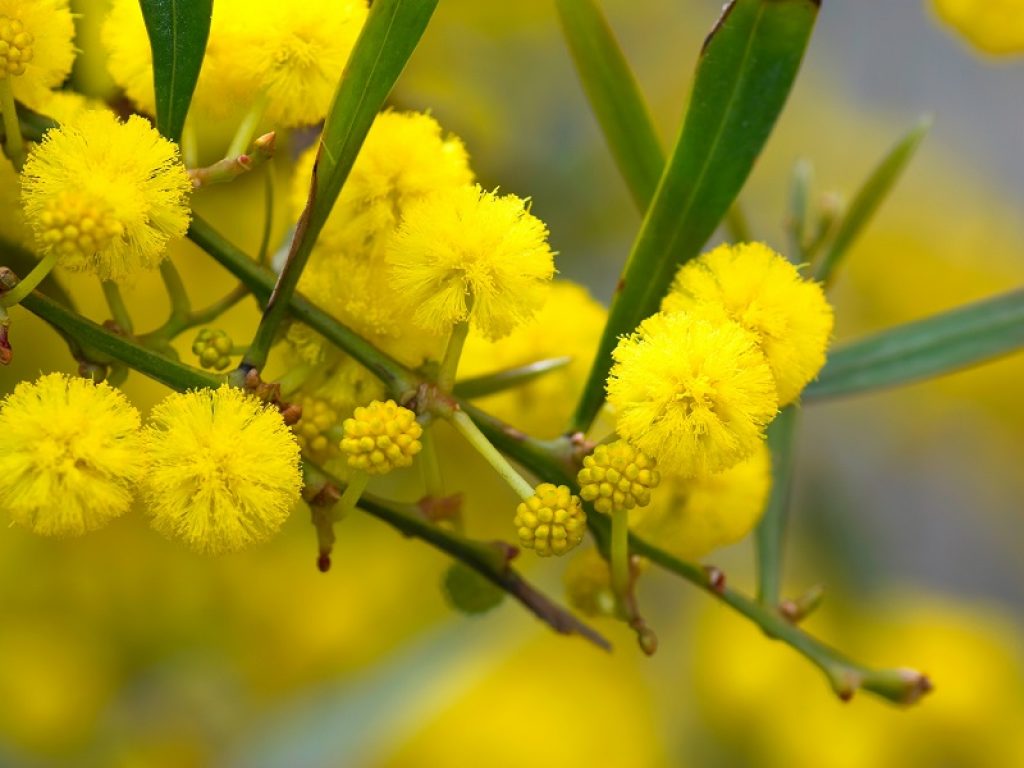 mimosa prezzo conservazione