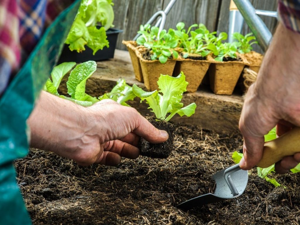 Orti che passione per gli italiani. Da quello portatile da tenere con sé anche in ufficio a quello verticale per risparmiare spazio nelle case fino agli orti urbani sono diverse le opportunità per chi non ha un pezzo di terra