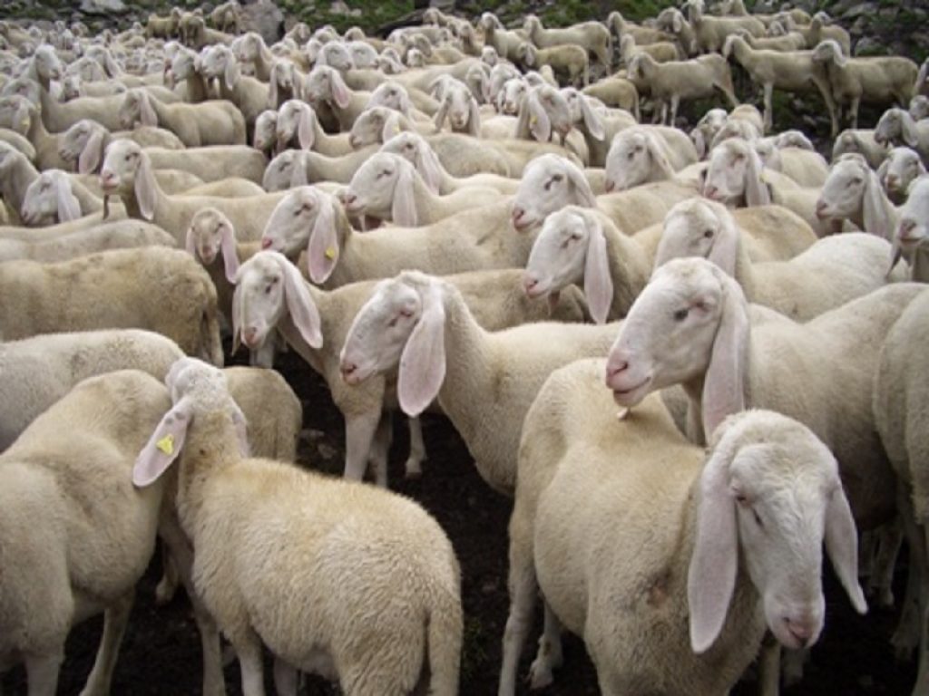 ISMEA certifica le ragioni della protesta dei pastori sardi: crollano i prezzi del latte ovino, valori sotto il livello dei costi di produzione. Coldiretti: intervenga l'Antitrust