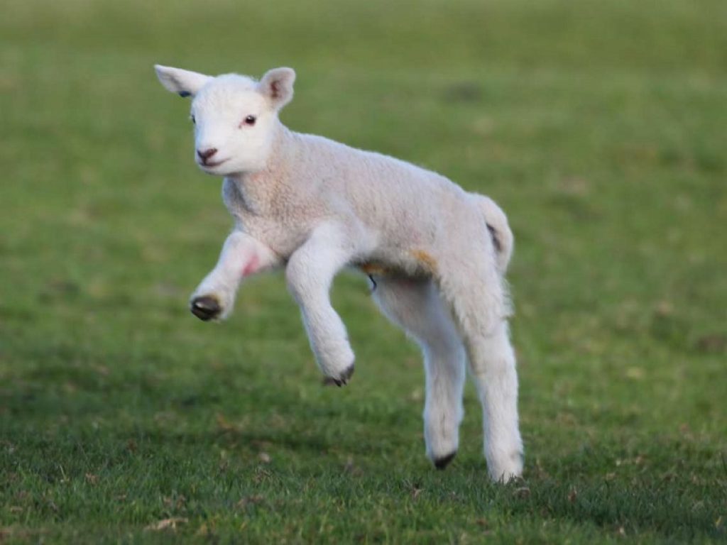 carne di agnello pasqua