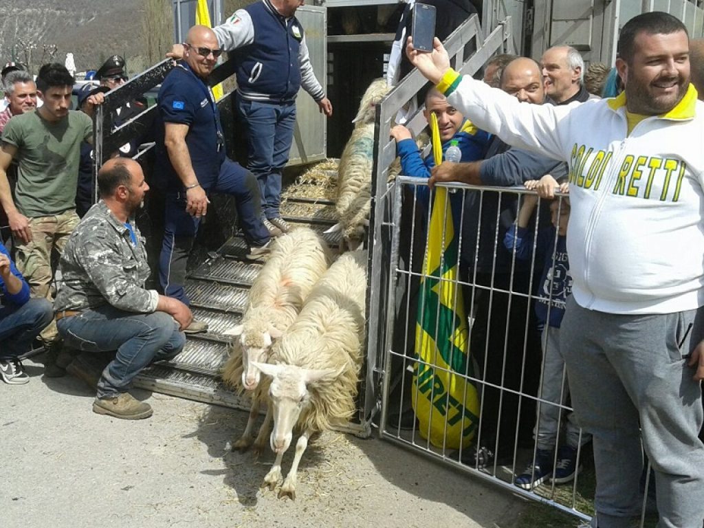 sa paradura pecore sardegna cascia pastori