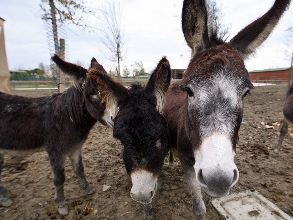 Il latte di asina non è adatto all'alimentazione dei bambini sotto i 2 anni e soprattutto dei lattanti: parla la pediatra e nutrizionista Margherita Caroli