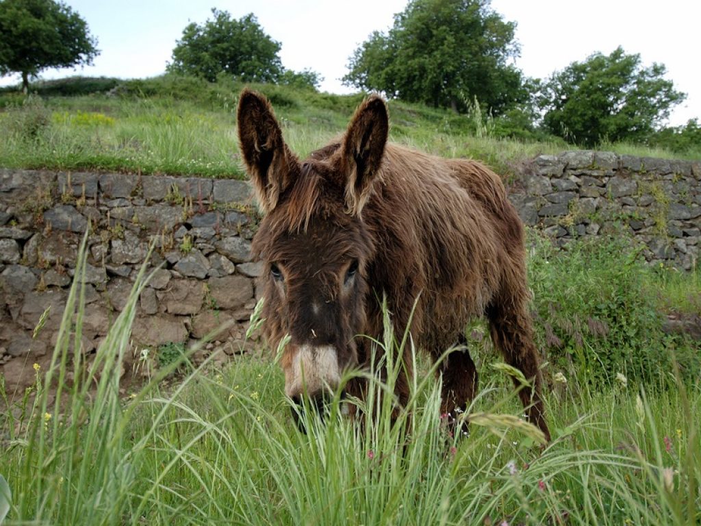 asino asini salute razze estinzione