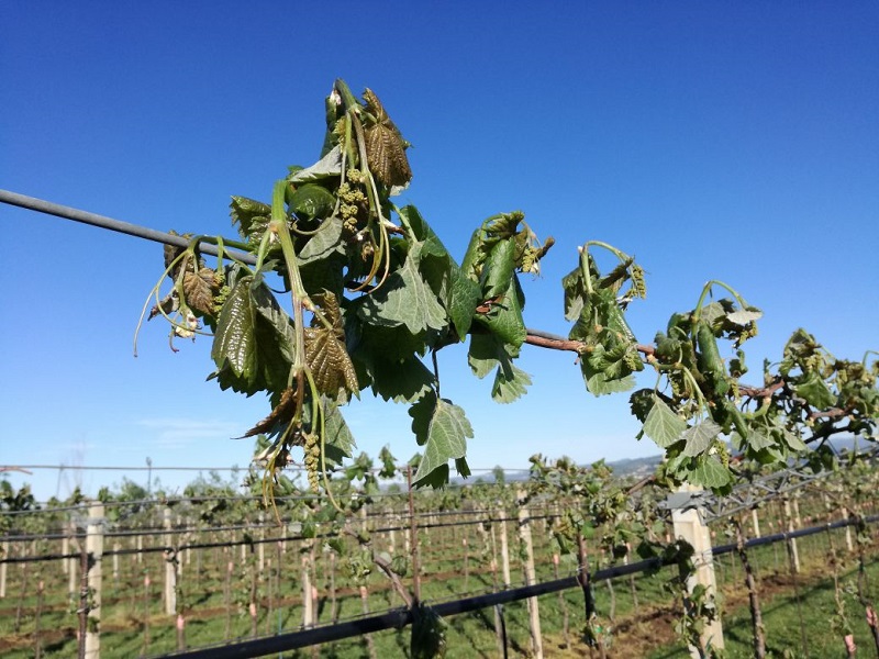 Ondata di maltempo sull'Italia: situazione critica per le coltivazioni con milioni di euro di danni. Coldiretti chiede stato di calamità